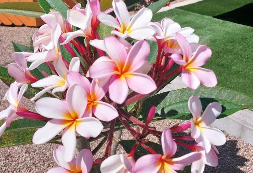 مُتل The Dugongs  Rest