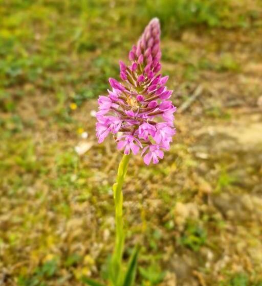 膳宿费 Chambre Aramis