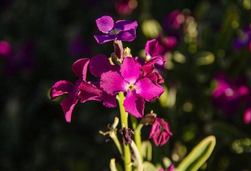 ペンション Resmaq Spa