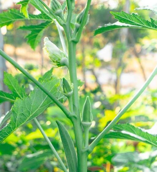 استراحتگاه Mia Luxury Villa Bình Châu