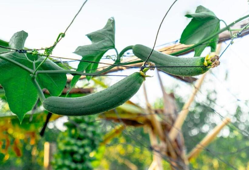 استراحتگاه Mia Luxury Villa Bình Châu