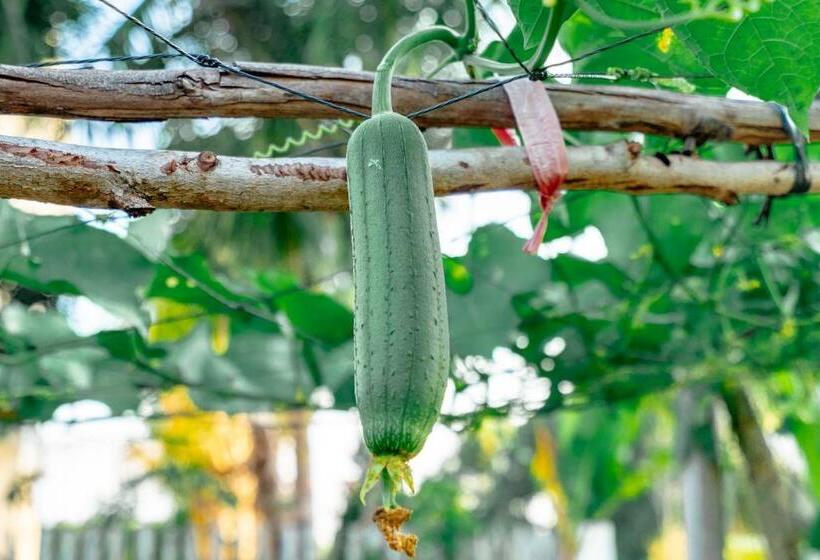 استراحتگاه Mia Luxury Villa Bình Châu