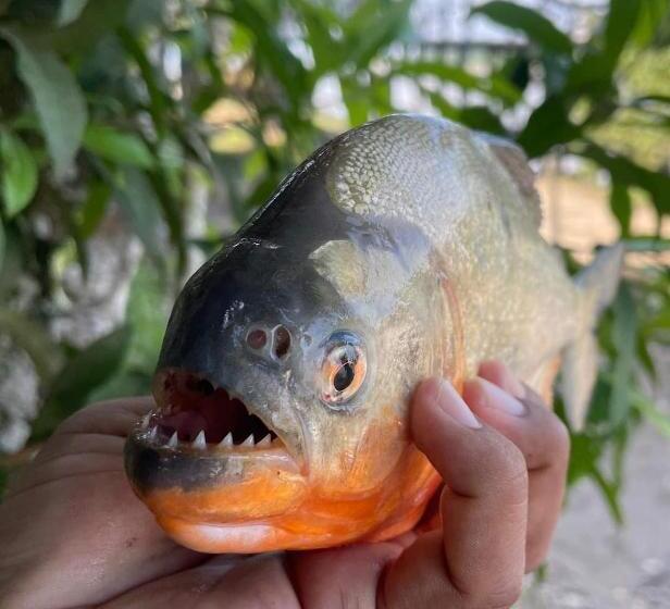 بنسيون Metare Eco Hostal Amazonas