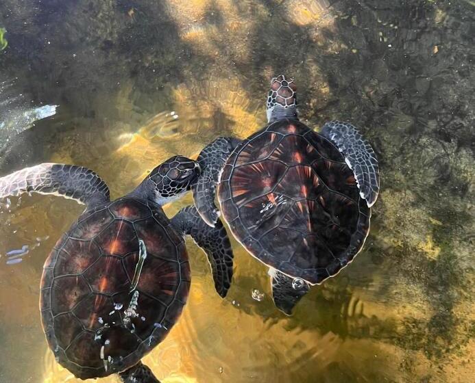 بنسيون Neem Tree Ambalangoda