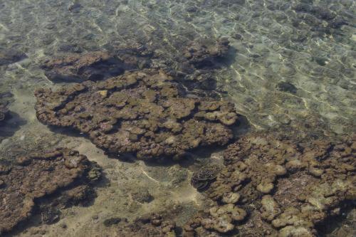 بنسيون Neem Tree Ambalangoda