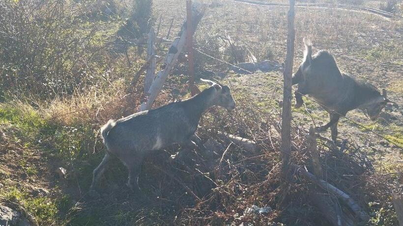 هاستل Gîte De Montagne Azilane