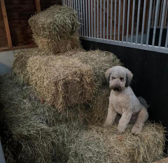 민박 Hoeve Zandbelt