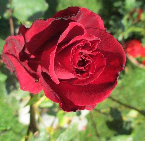 Отель Albergo Ristorante Guerri