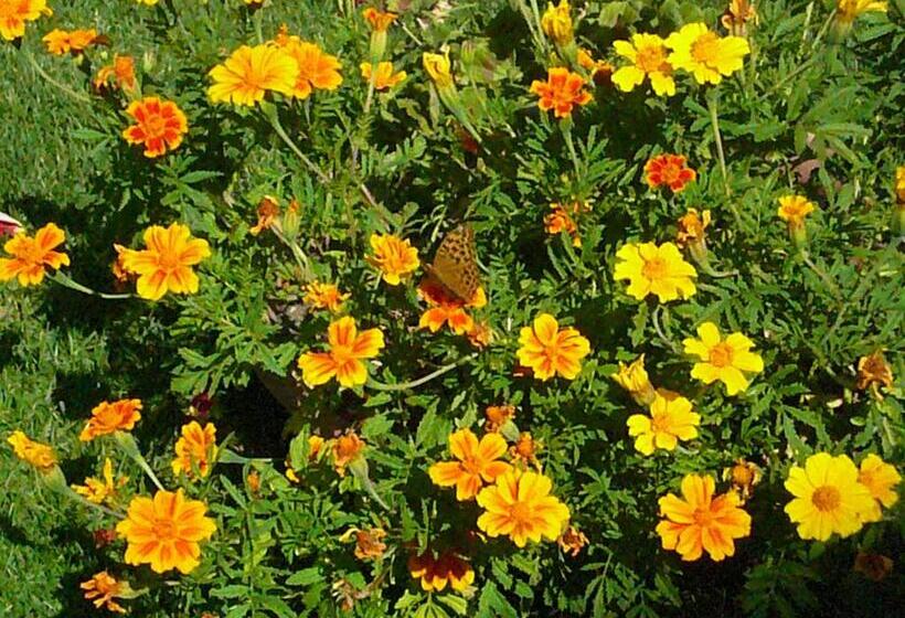 Отель Albergo Ristorante Guerri