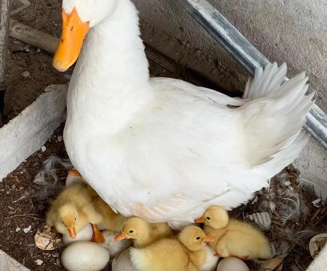 酒店 Fazenda Oásis