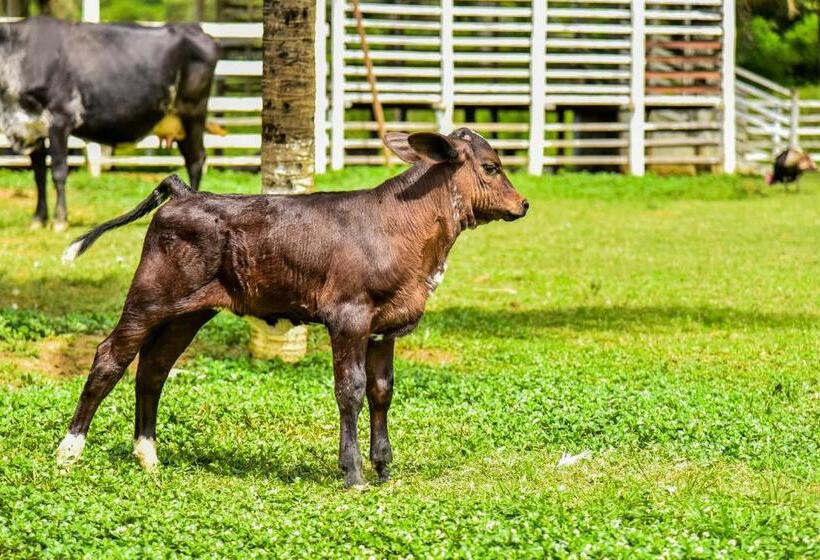 酒店 Fazenda Oásis