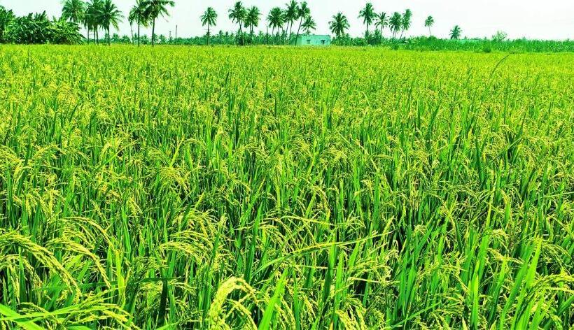 酒店 Nambiyar Farm House