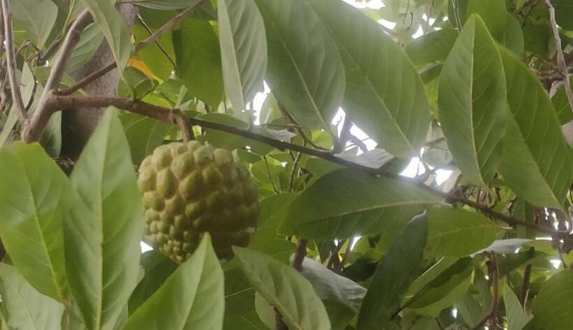 酒店 Nambiyar Farm House