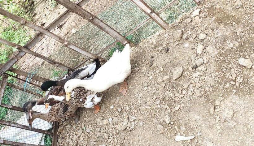 酒店 Nambiyar Farm House