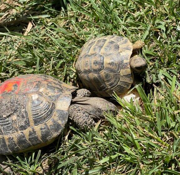 בית מלון כפרי Vila Beni