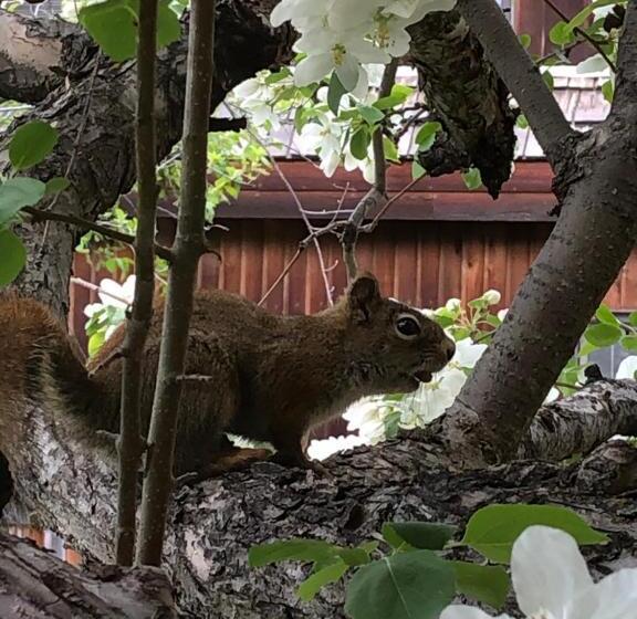 ペンション Bear Rock Inn