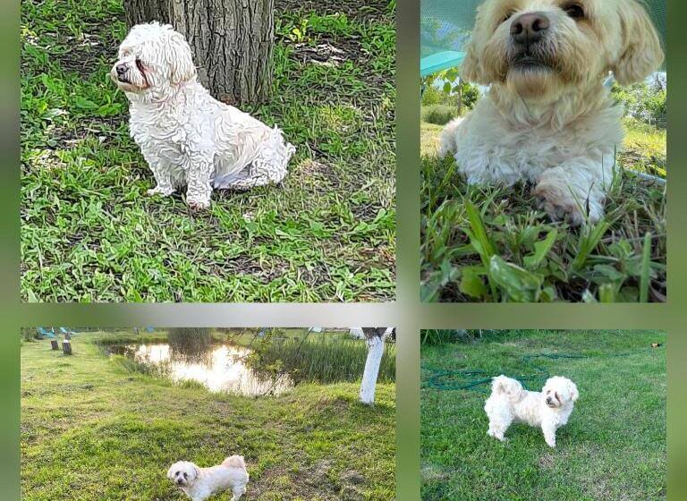 Pensiunea Casa Murani