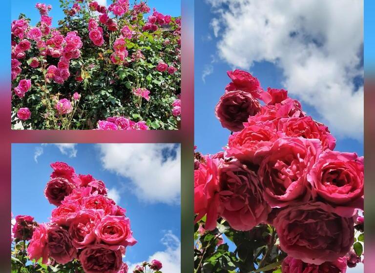 Pensiunea Casa Murani