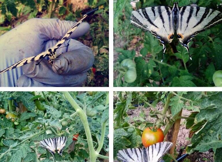 Pensiunea Casa Murani