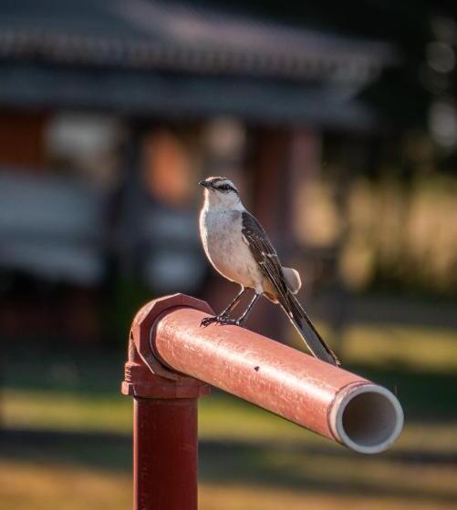 فندق صغير Pampas Del Sur Hotel Y Spa De Campo