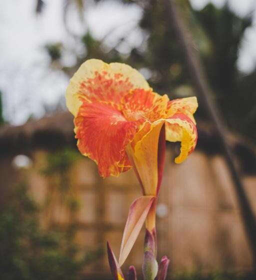 منتجع Anahata Retreat Ashvem Goa