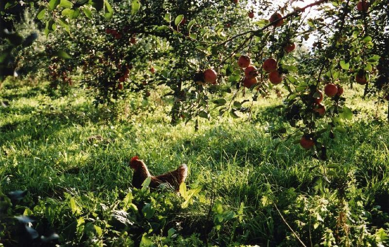 Bed and Breakfast Skihaus Bergheimat   Apartment Zur Piste   Selbstversorgung Oder Ums Eck Gibt Es Ein Gutes Frühstück