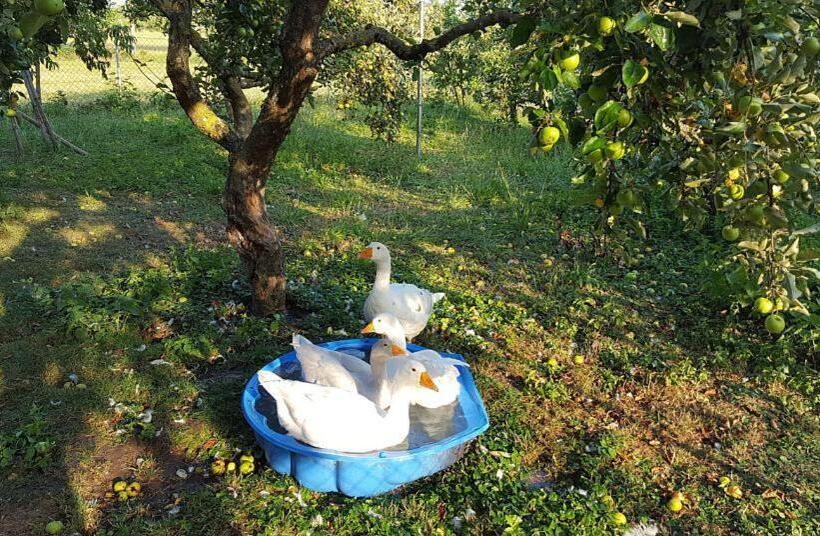 Bed and Breakfast Skihaus Bergheimat   Apartment Zur Piste   Selbstversorgung Oder Ums Eck Gibt Es Ein Gutes Frühstück