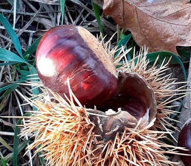 בית מלון כפרי Albergo Croce Bianca