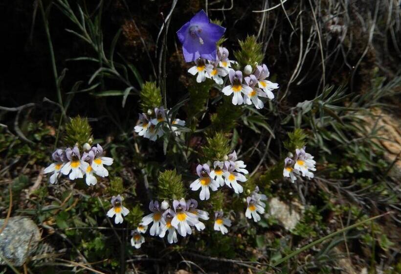 Отель Albergo Du Soleil