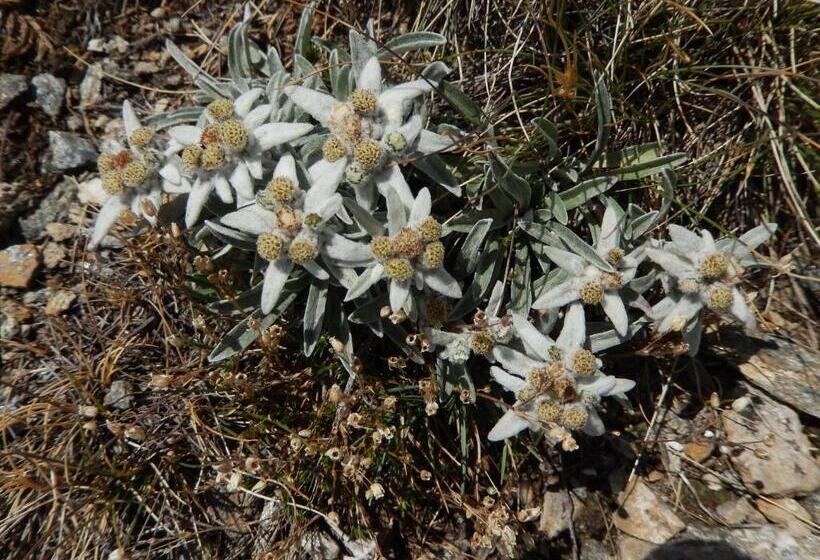 호텔 Albergo Du Soleil