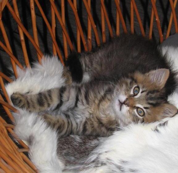 ホテル Bauernhof Haim Schnepfleitner