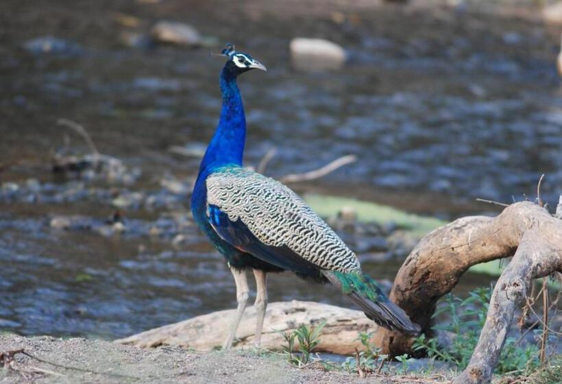 The Gaj Kesri Gir Best Wildlife Resort In Gir