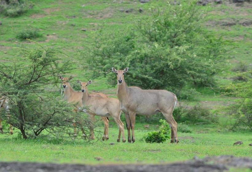 The Gaj Kesri Gir Best Wildlife Resort In Gir