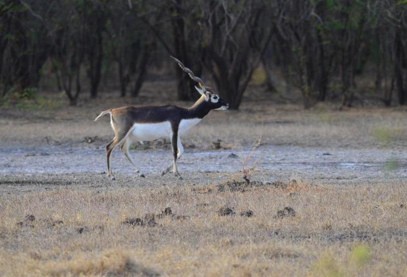 The Gaj Kesri Gir Best Wildlife Resort In Gir