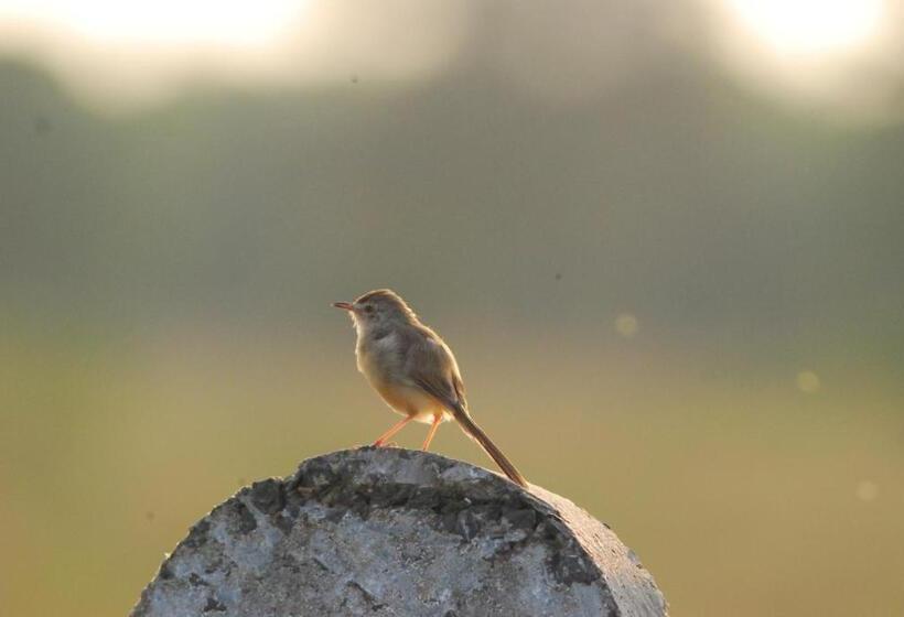 The Gaj Kesri Gir Best Wildlife Resort In Gir