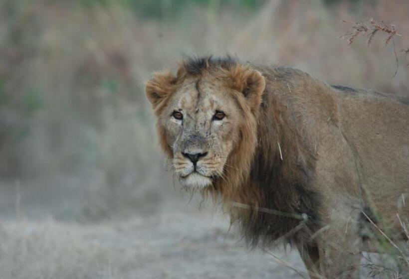 The Gaj Kesri Gir Best Wildlife Resort In Gir