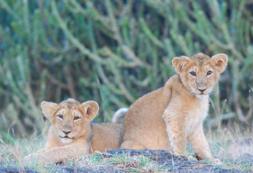 The Gaj Kesri Gir Best Wildlife Resort In Gir