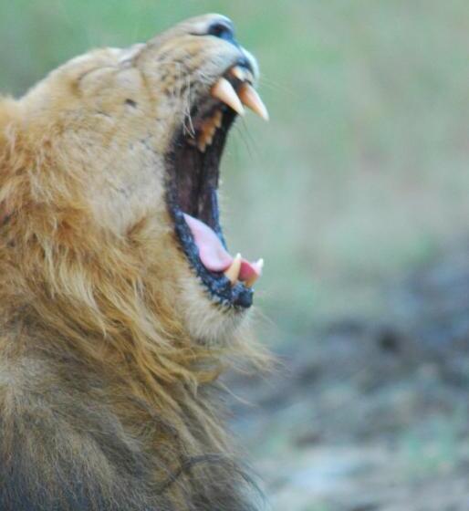 The Gaj Kesri Gir Best Wildlife Resort In Gir