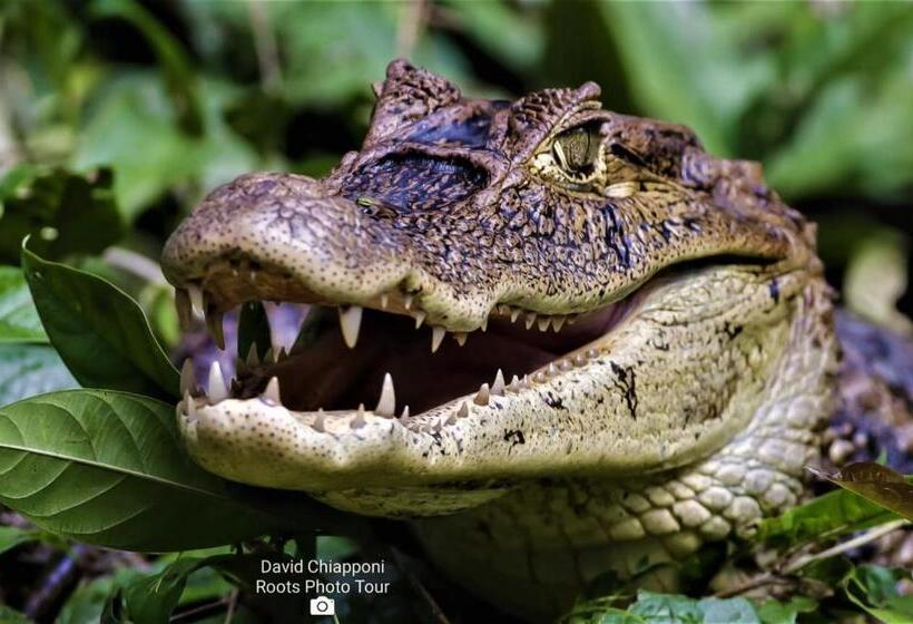 酒店 La Casona Eco Lodge Tortuguero