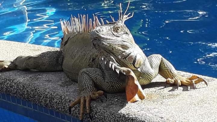 酒店 La Casona Eco Lodge Tortuguero