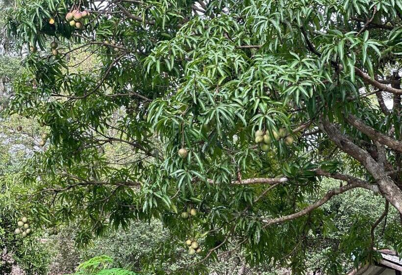 ホテル Sigiriya Cottage