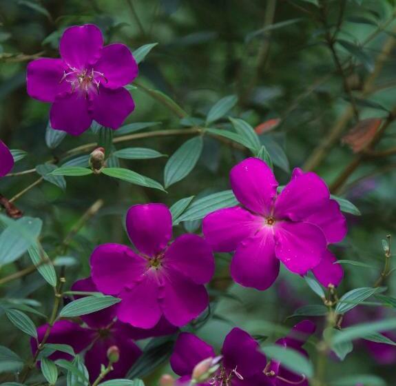 בית מלון כפרי The Wayside Tree House And Private Villas