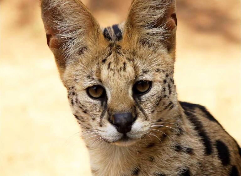 Отель The Wild Horizon Lodge