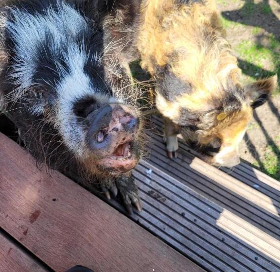 B&b T Maartensdijkse Bos