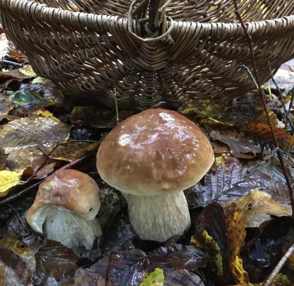 Bed and Breakfast Au Bois Noël Le Charme