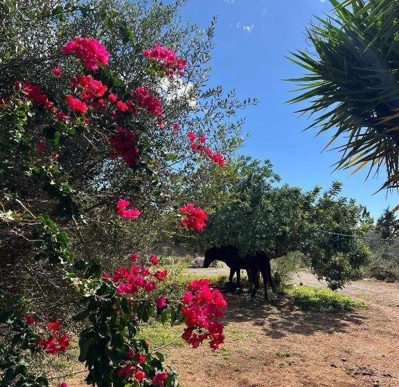 ベッドアンドブレックファースト Studio Doppelzimmer 2 Pers Mit Terrasse Und Pool Auf Finca Mallorca