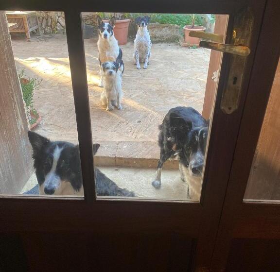 ベッドアンドブレックファースト Studio Doppelzimmer 2 Pers Mit Terrasse Und Pool Auf Finca Mallorca