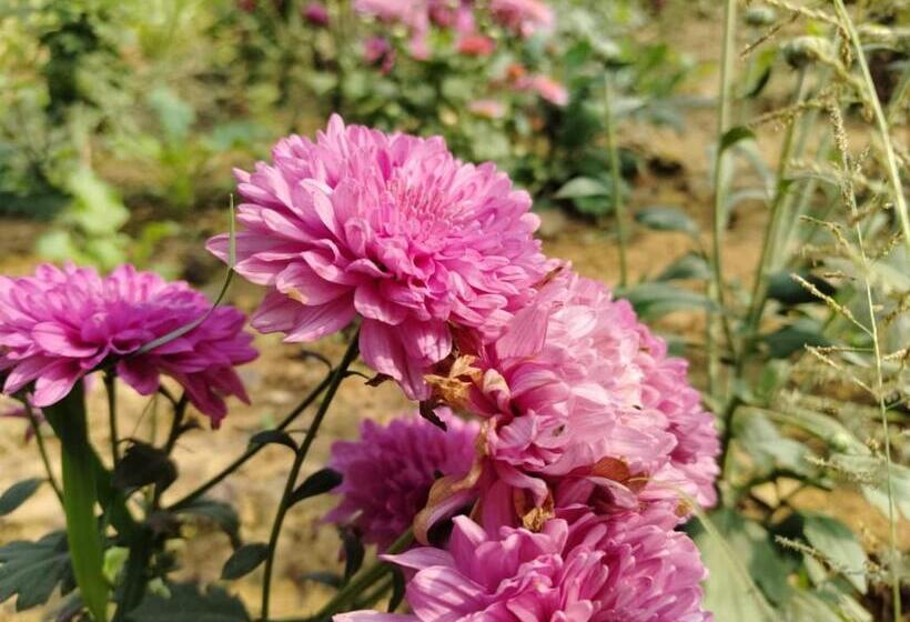 בית מלון כפרי Olivia And Resort