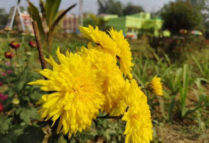 בית מלון כפרי Olivia And Resort