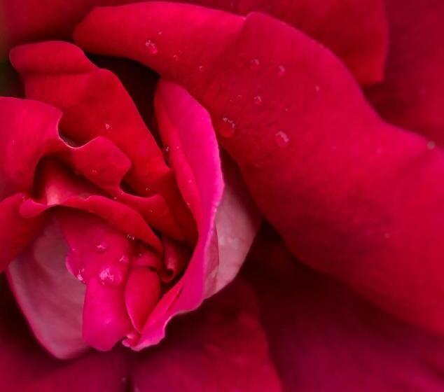 פנסיון Il Rifugio Delle Rose